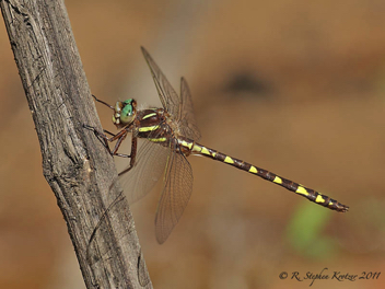 Cordulegaster bilineata, male